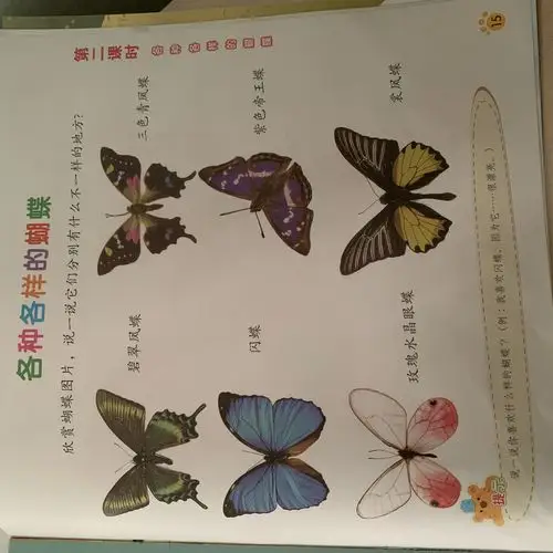 欣赏完美丽的蝴蝶,一起来画只属于自己的小蝴蝶吧