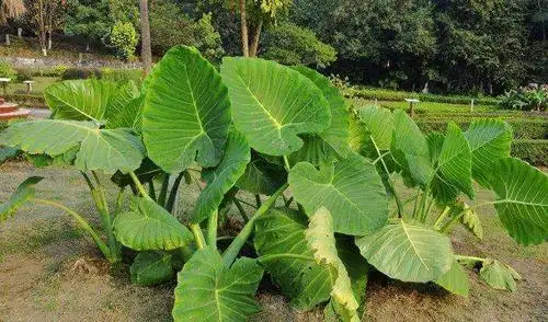 独角莲是一种什么样的植物?