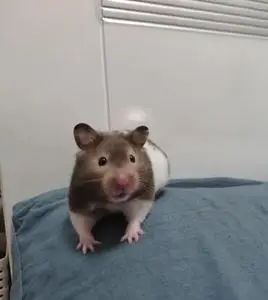 仓鼠 熊类 金丝熊眼圈 家里太多了养不下