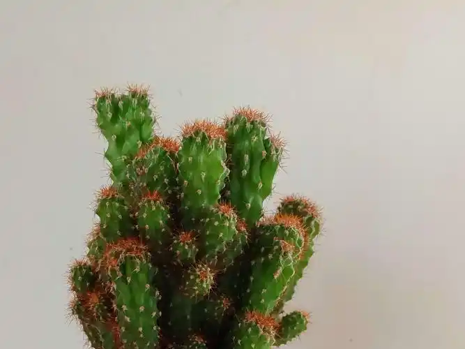 多肉之仙人掌科植物