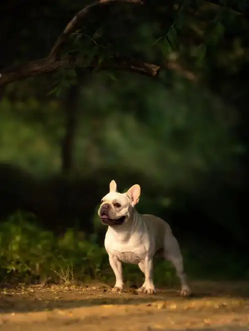 青岛宠物摄影图4让我get到养法斗的快乐了