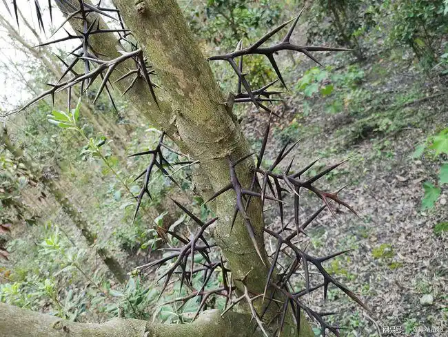 这种树浑身长满尖刺,果实含油量比大豆还多,根,茎,叶还能入药