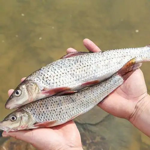 小兴安岭的野生鱼――鲫花