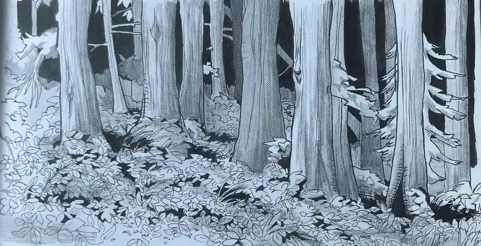 铅笔素描作品: 森林