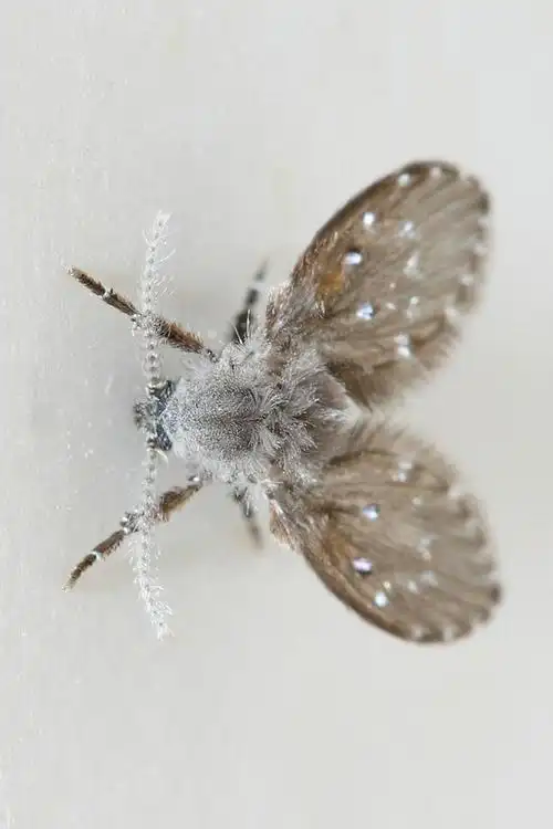 双翅目蛾蚋总科蛾蚋