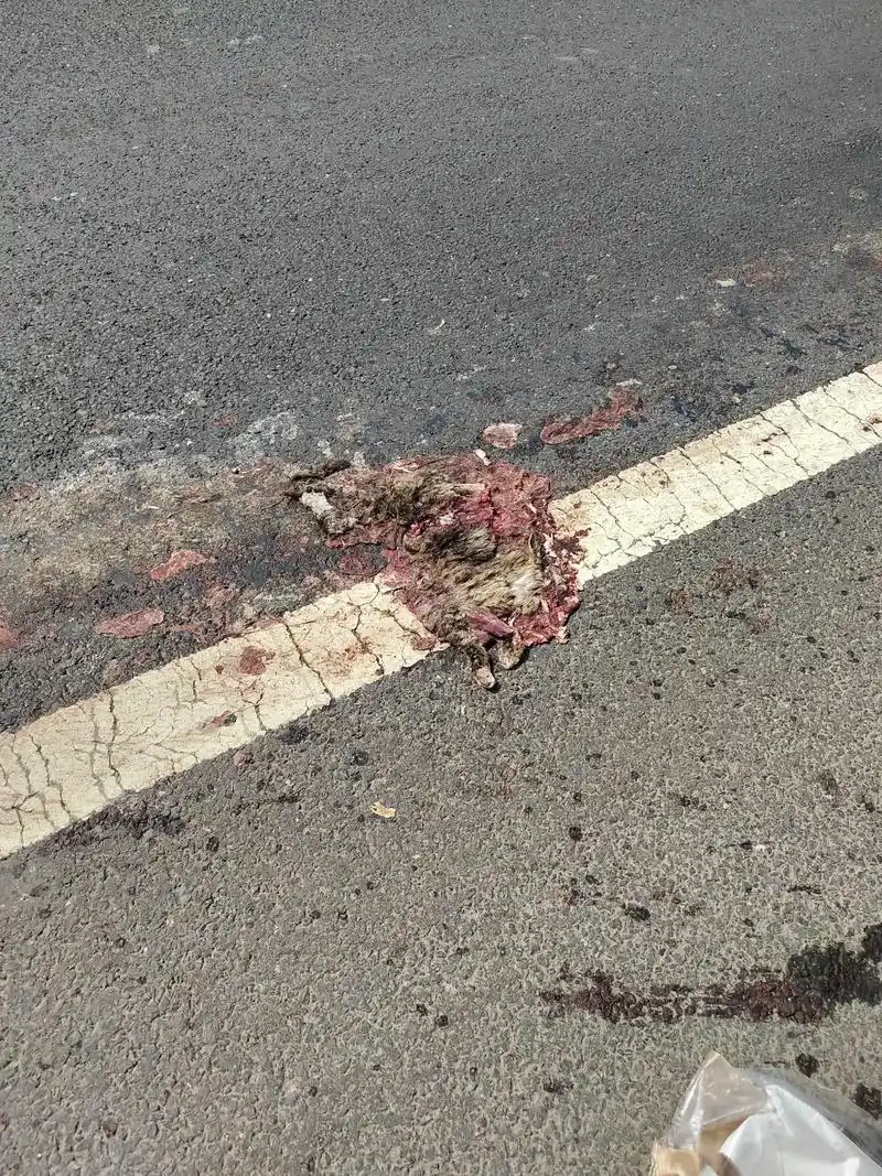 ,当时那条路大货车太多不敢停车路过去了