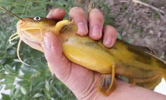 在十几二十前的时候,黄颡鱼在此时的确比较好钓,但随着黄颡鱼的升价