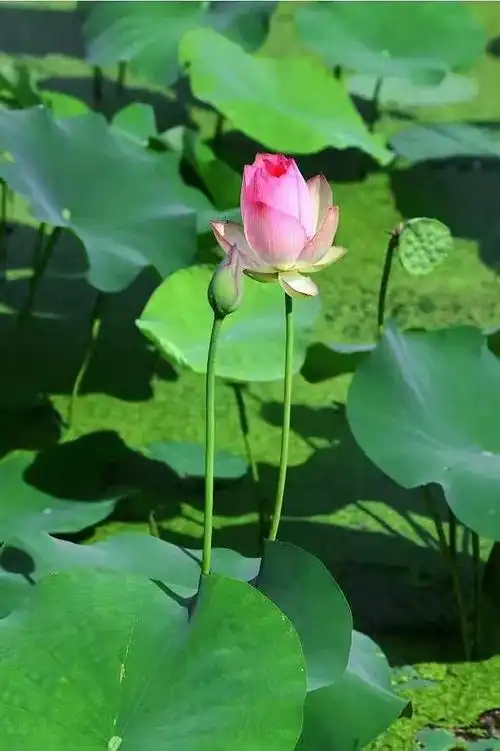 炎炎夏日一组美图为你送来清爽荷风