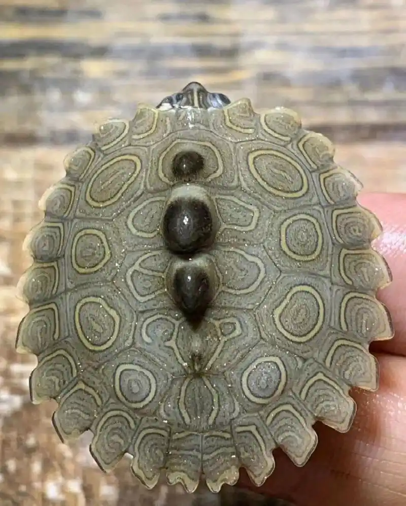 巴西脸龟类:黑瘤地图龟            黑瘤地图龟英文名:black-knobbed