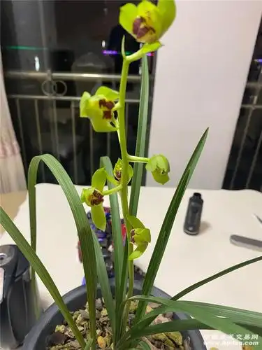 荷瓣新品-蕙兰篇-中国兰花交易网社区