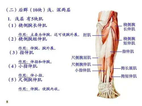 人体解剖学--上肢肌,下肢肌ppt