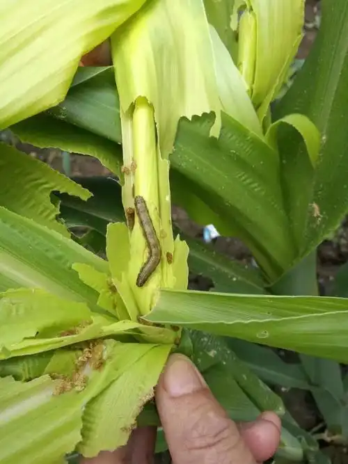 在东源乡桥头村的一处玉米地里看到,这片近六十亩的玉米地大面积遭到