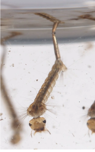 蚊子的幼虫(孑孓)来源丨flickr