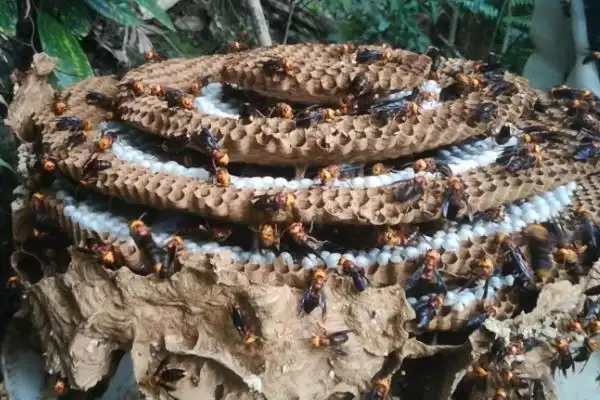 虎头蜂做窝风水上有什么说法,自然现象无须担忧