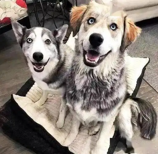 哈士奇和金毛混血生出1只哈士金丑到让人窒息