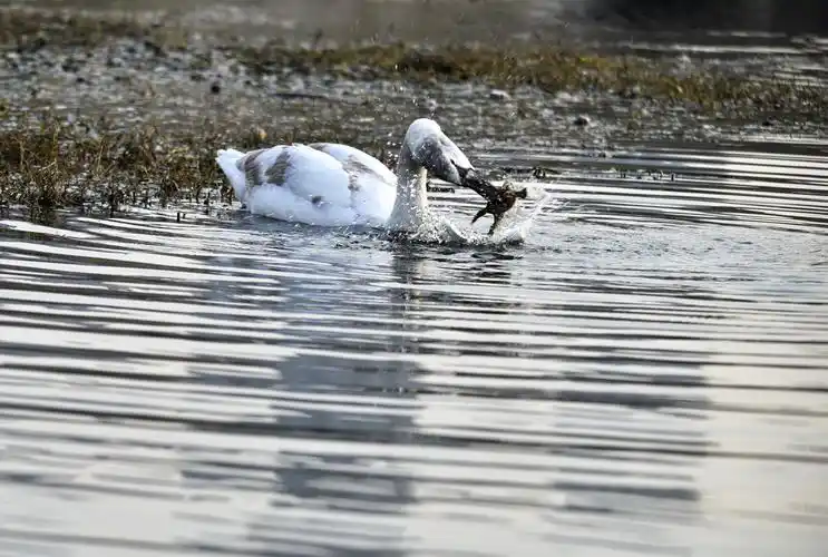 根据摄影作品编撰:天鹅与癞蛤蟆的较量