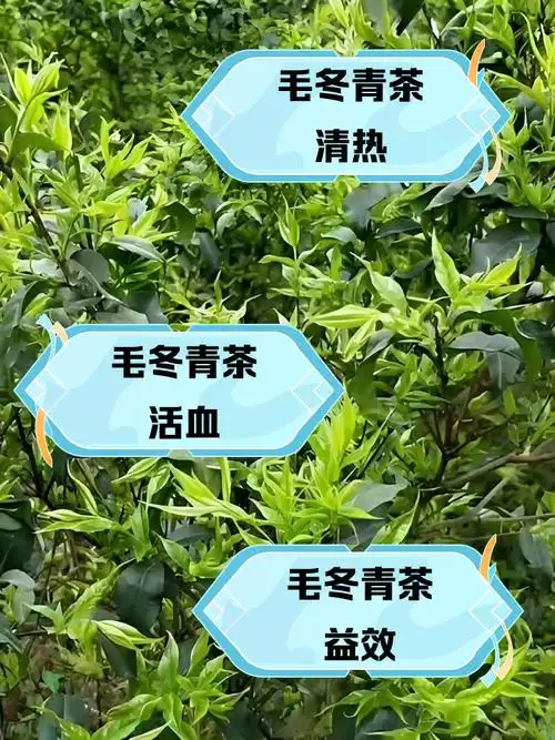 毛冬青茶叶的功效与作用及副作用