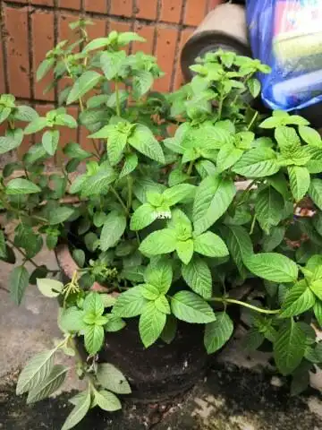 夏日解暑之凉粉草