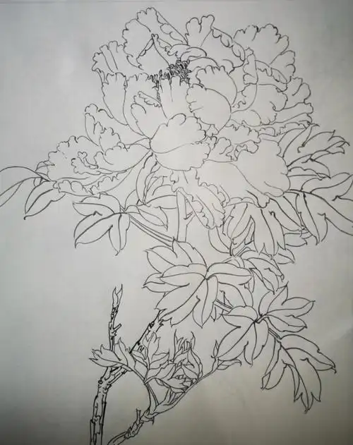 工笔画白描练习体会三种线条牡丹