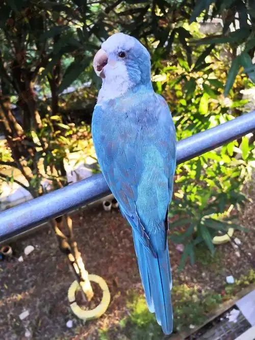 寻找蓝和尚鹦鹉