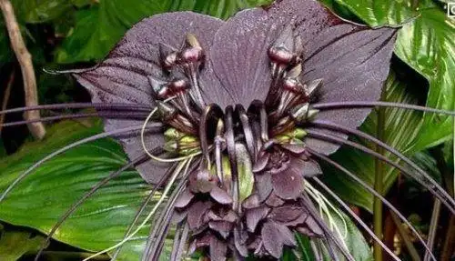 世界上最奇葩的植物越南乳瓜酷似女性乳房看醉了