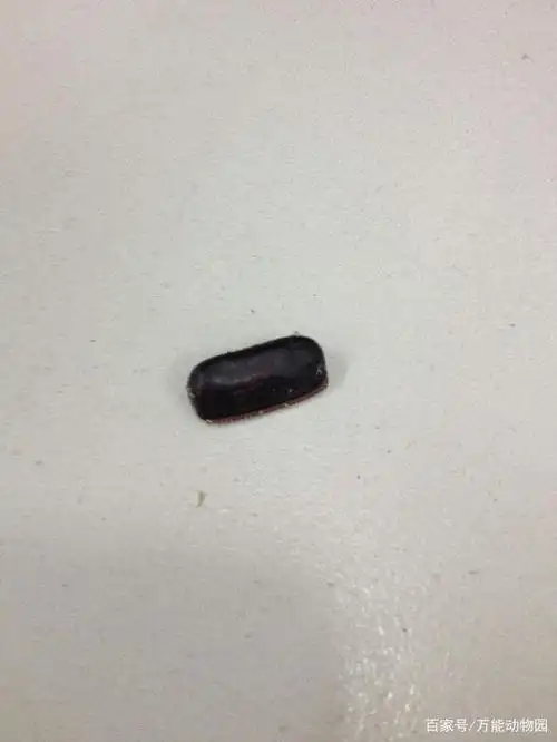 如何用一小时干掉家里所有蟑螂