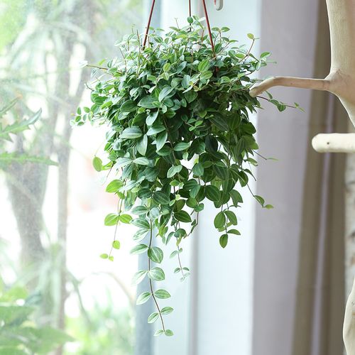 特价吊兰植物 室内 四季常青