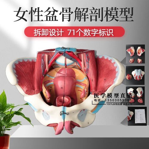 人体解剖骨盆神经盆底肌带生殖器血管肌肉健康子宫女性 宫人体解剖