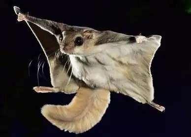 贵州村民捕获国家保护动物复齿飞虎放归自然