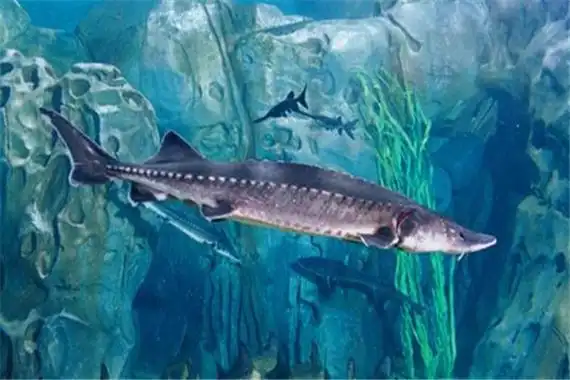 龙鲨堪称活化石从白垩纪时代存活至今我国特有鲨鱼