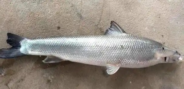 东北泛滥的"淡水银鳕鱼",最大1米长,却不受欢迎|罗非鱼|水产|养殖