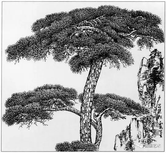 白描老松树(线描松树图谱选页欣赏)(20)
