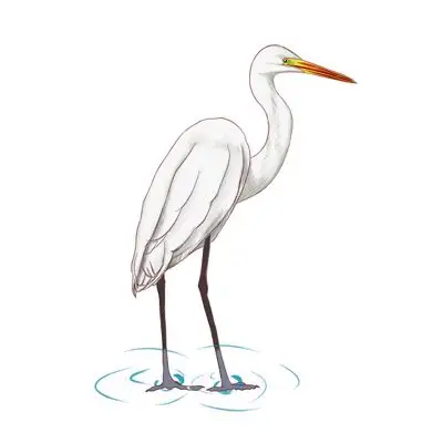 手绘白鹭动物素材