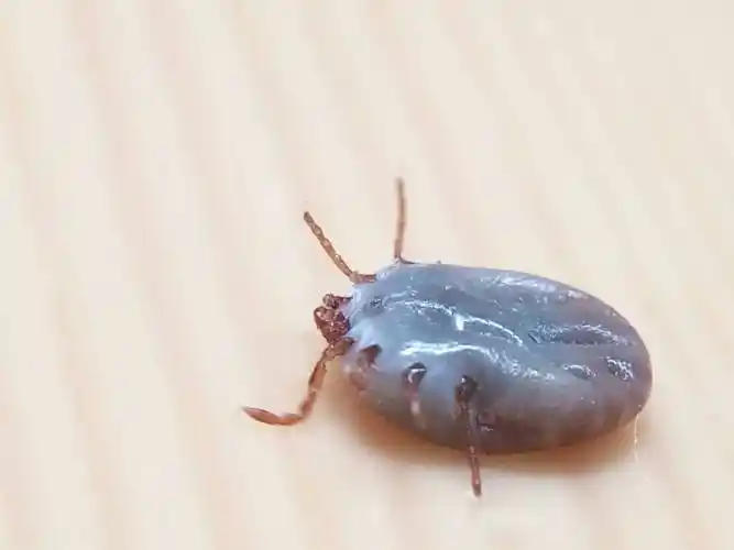 又到这"毒虫"活跃期,家有小孩宠物必看