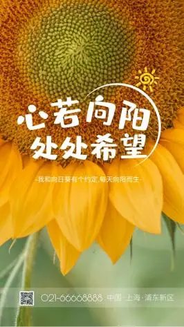 向日葵花朵摄影图 摄影图海报 励志