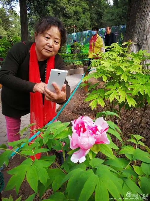 唯有牡丹真国色,花开时节动京城.景山"曹国夫人"美,何必菏泽觅"佳人"!