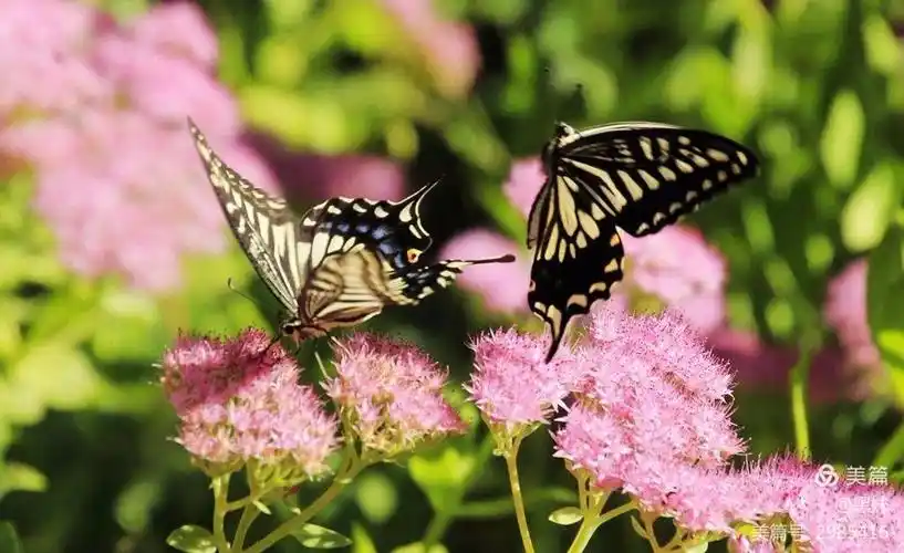 2018.9.20一对小蝴蝶 - 美篇