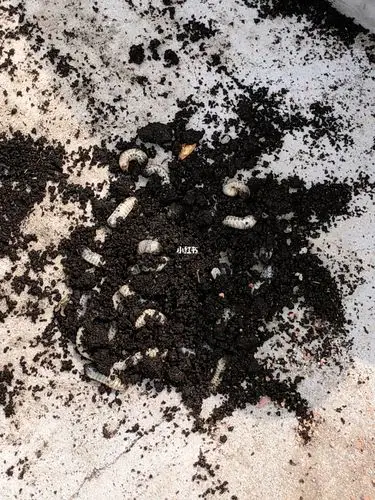 论养花人的心里素质