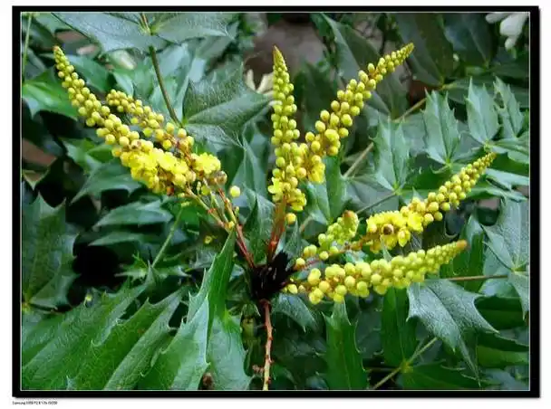 这味草药药力好生霸道,是治疗湿疹的好药