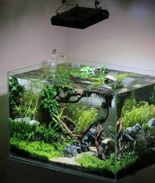 鬼斧神工的鱼缸造景就算不养鱼只看鱼缸也觉得此生足矣
