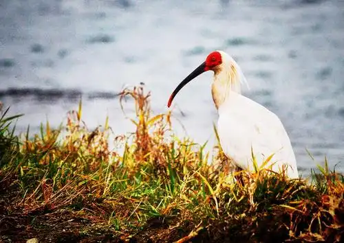 陕西汉中市洋县拍鸟(三)洋县一一朱鹮的故乡