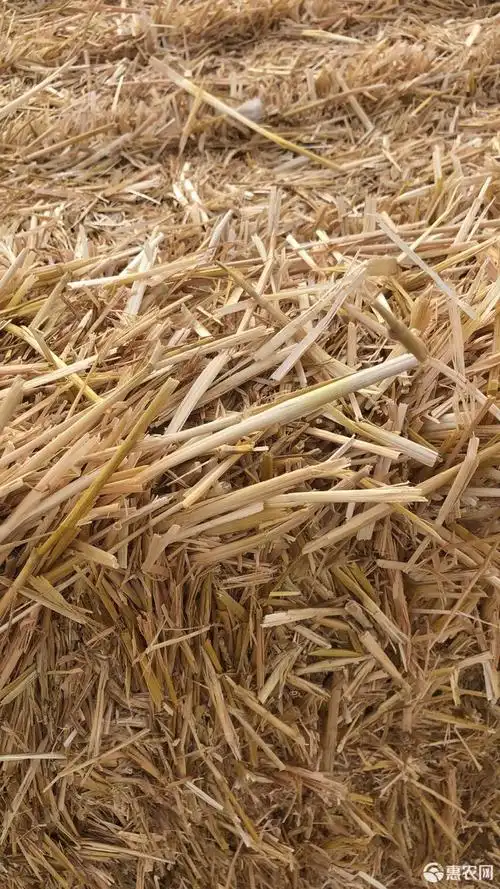 稻草 麦草,大捆麦草