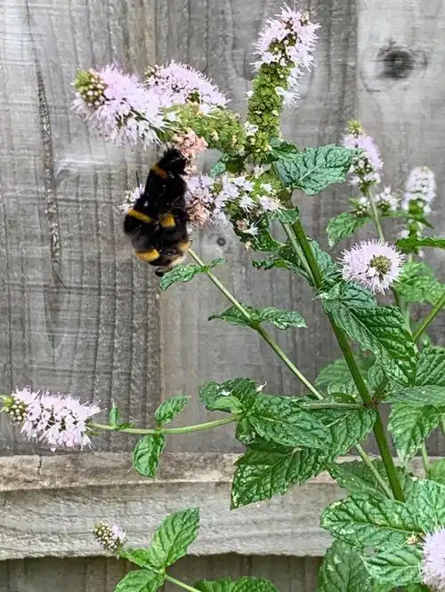 毛嘟嘟的熊蜂本来就是蜜蜂中的重量极大个头.