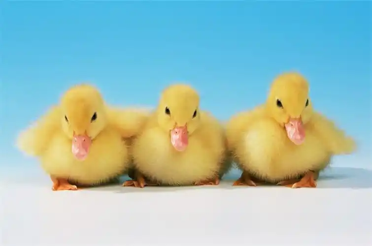 可爱动物黄色小鸭子高清壁纸图片分享