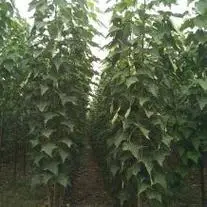 苗木人花木资讯-苗木供应,报价,求购