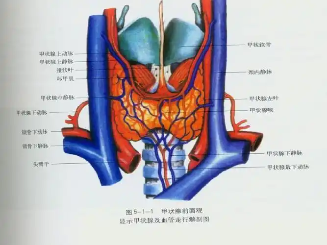甲状腺的超声诊断(1)ppt