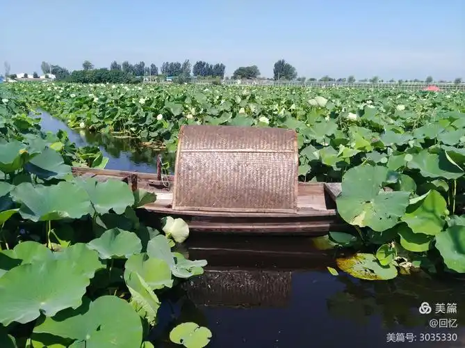 在荷花湖中穿梭的小船.