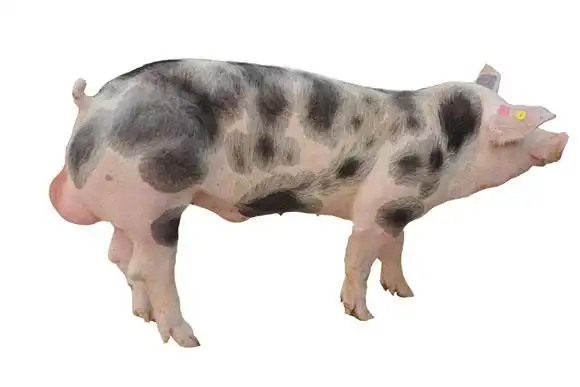 皮特兰(无应激基因,瘦肉率高,四肢健壮,肉质佳,猪群整齐度好)