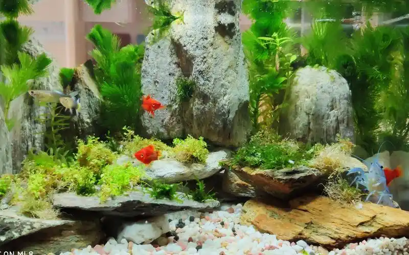 热带鱼缸 如何免费造景,水草缸 孔雀鱼 红箭鱼 蓝鳌虾 小缸造景_哔哩