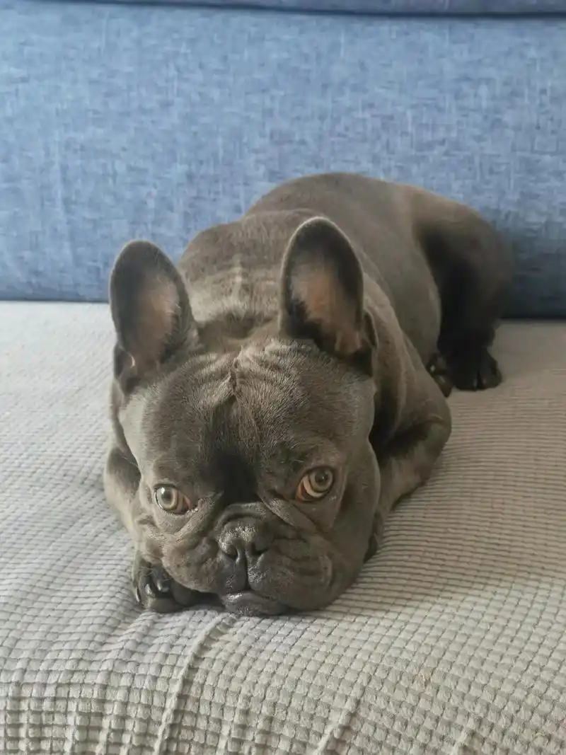 家有傻狗 #法牛傻狗 #法斗蠢萌 #法斗 #呼噜大王 #萌 - 抖音